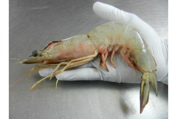 Jumbo White Prawns 35 pcs / Kg / Eral - Image 3