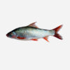 Catla – Fresh Water (Whole Gross Wt.1 Kg. Net.Wt.650~700gms)