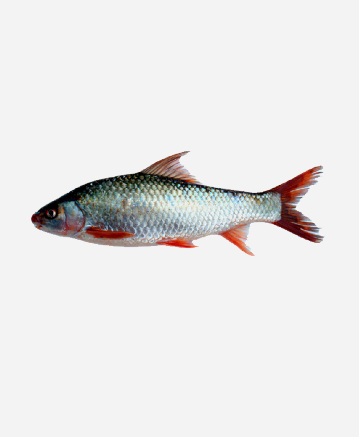 Catla – Fresh Water (Whole Gross Wt.1 Kg. Net.Wt.650~700gms)