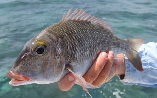 Emperor Fish Small / Villa Meen whole - Image 3