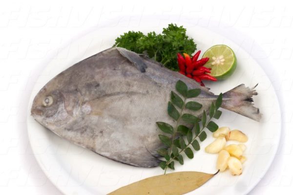 Frozen Black Pomfret Medium / vawal fish (whole) - Image 4
