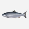 Indian Salmon Big / Kaala Fish