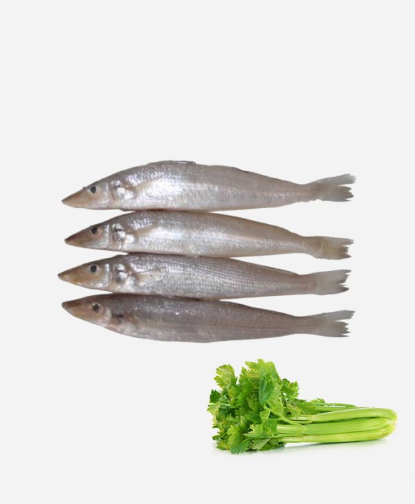 Lady fish big / Kelangan Fish - Image 3