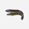 Live Murrel fish / Viral fish
