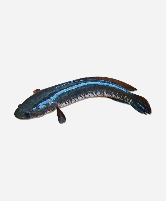 Murrel Whole (Pre Order Only)
