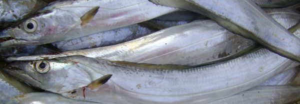 Ribbon Fish / Vaala meen - Image 3