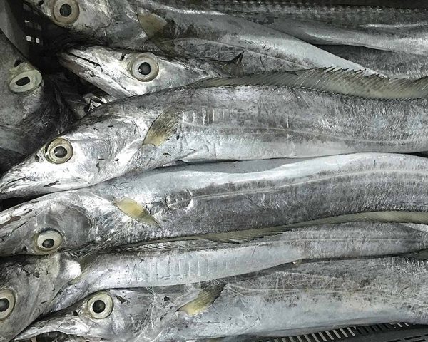 Ribbon Fish / Vaala meen - Image 4