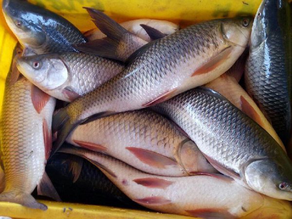 Rohu fish / Kendai fish Above 2 kg size - Image 3