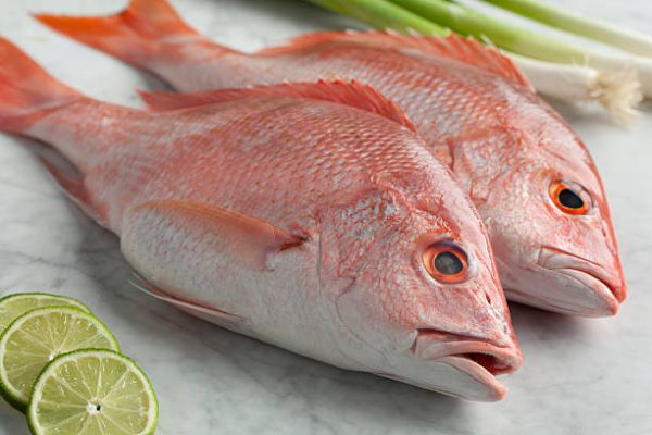 Japanese Thread Fin Bream Big / Sankara fish - Image 3