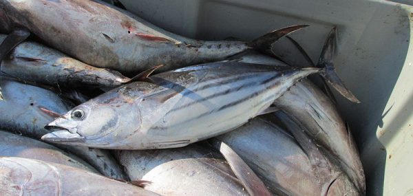 Skip Jack Tuna / Soorai - Image 4