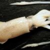 Squid / Kadama