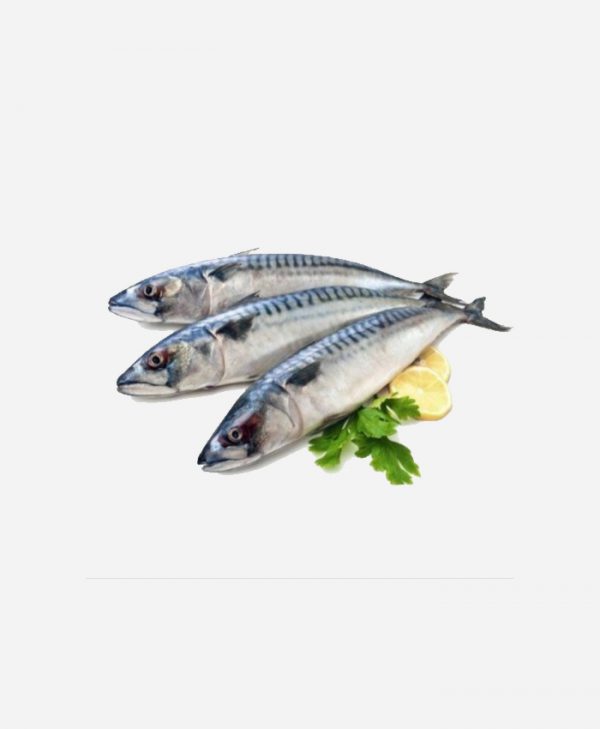 Surmai-Seer 1 kg ( Net Wt.700~800gm) - Image 3