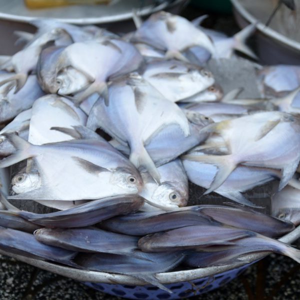 White Pomfret 200g Up / White Vawal - Image 3