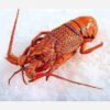 Fresh Rock Lobsters Small 1kg