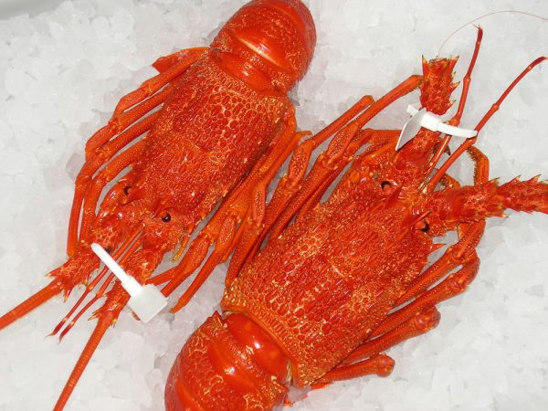Fresh Rock Lobster 1 Pcs / Kg / Singi Eraal - Image 3