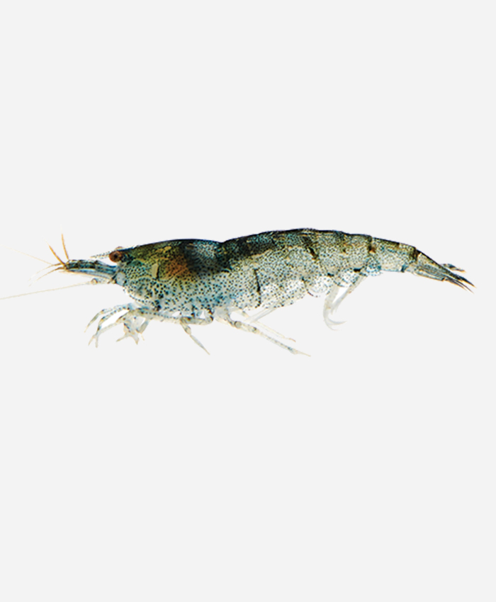 Scampi fresh water shrimp