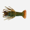 Green Lobster 1kg