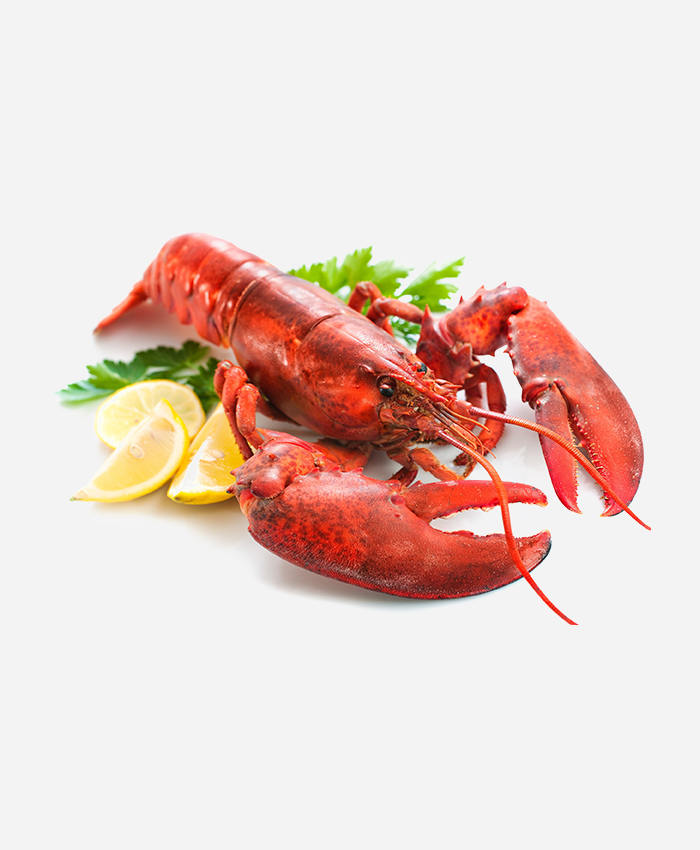 Live Rock Lobster