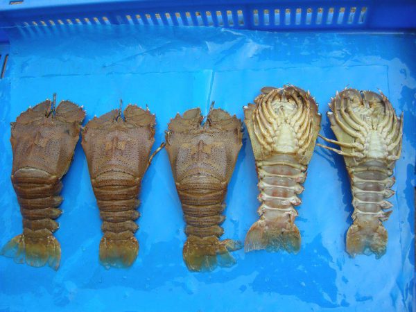 Sand Lobster 1kg - Image 4